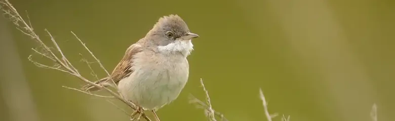 Grasmus. Zittend op een verdorde plantenstengel. Witte nek, goudbruine vleugels en grijze kop.