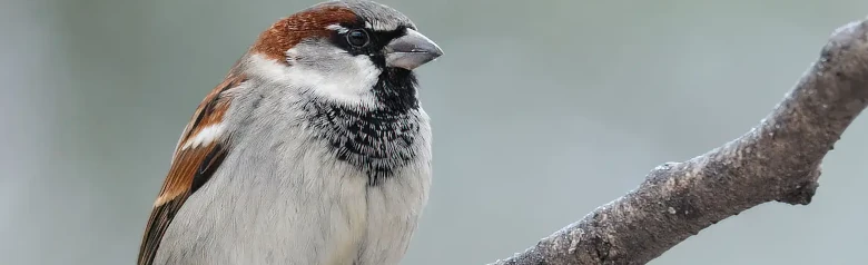 Huismus. Hier zittend op een tak met een onscherpe achtergrond. Het mannetje heeft een grijze keppel, bruine wenkbrauwband en zwarte kinvlek.