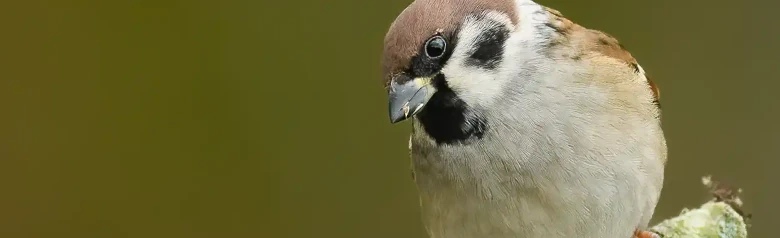 Ringmus. Hier zittend op een tak met een onscherpe achtergrond. Zwarte vlek op de witte wang en chocoladebruine keppel.