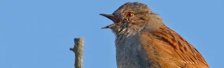 Heggenmus. Hier zingend op een tak. Blauwe lucht. De onderkant en rond de kop zijn ijzergrijs en de bovenkant is gevlekt in bruintinten.