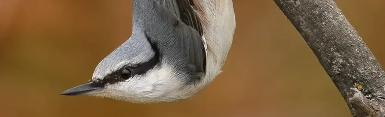 Boomklever. Hier zit hij ondersteboven op een tak, met zijn kop naar beneden. Sterke snavel, korte staart en zwarte oogstreep.