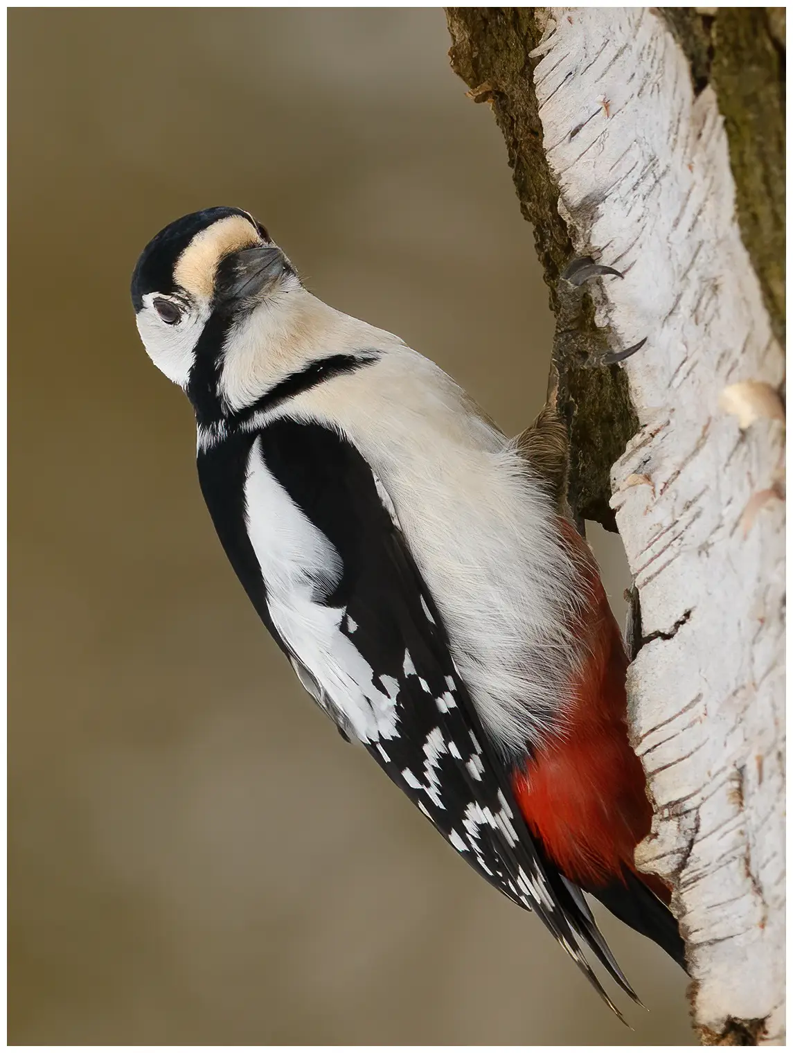 Grote Bonte Specht