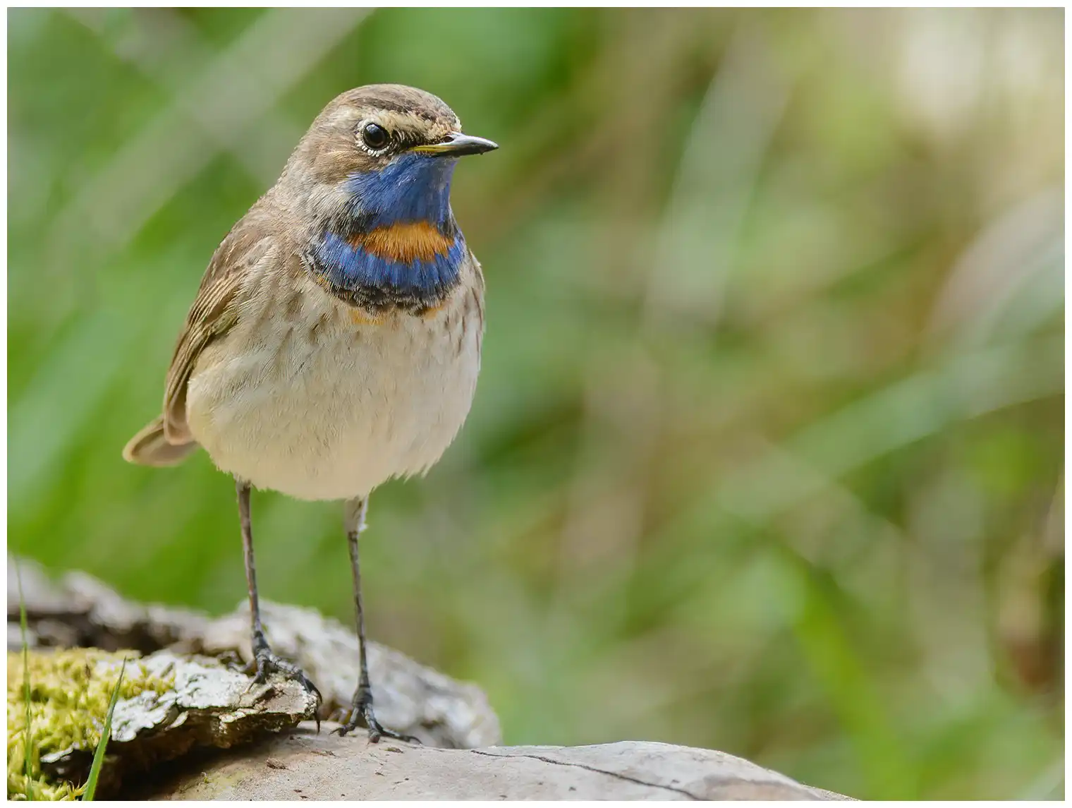 Blauwborst