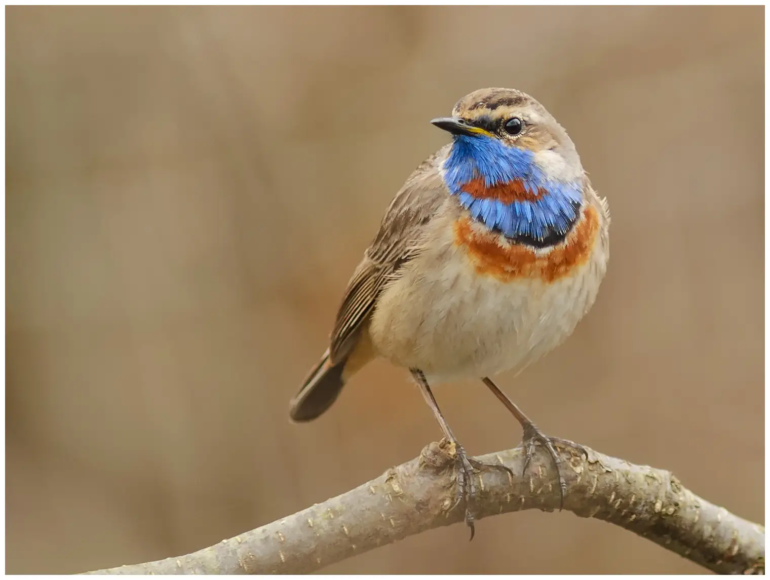 Blauwborst