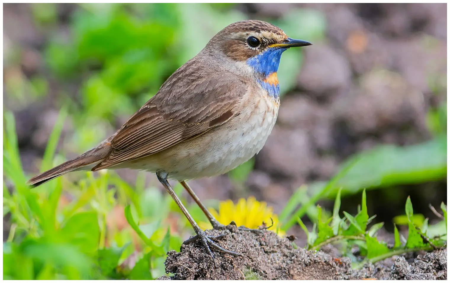 Blauwborst