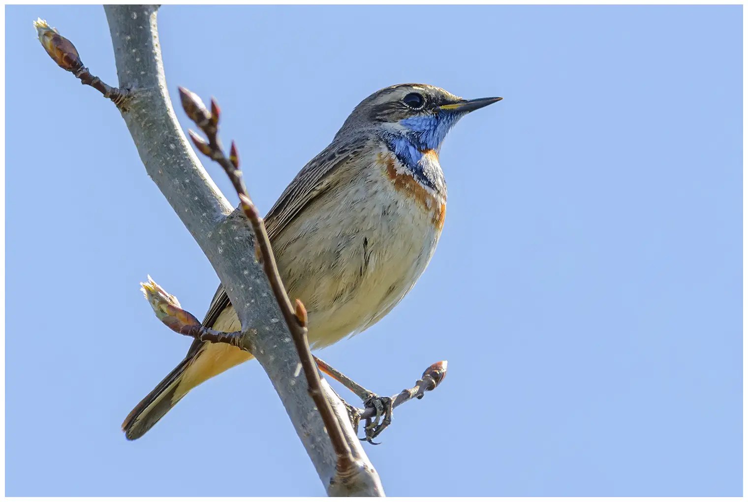 Blauwborst