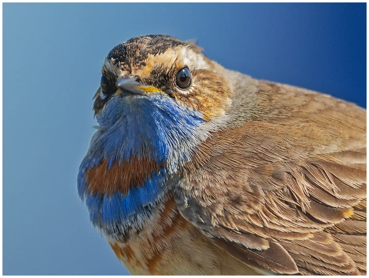 Blauwborst