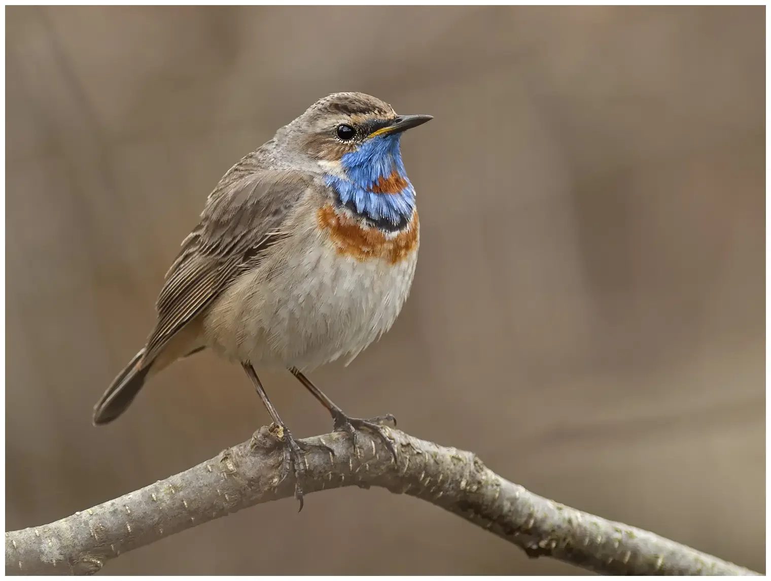 Blauwborst