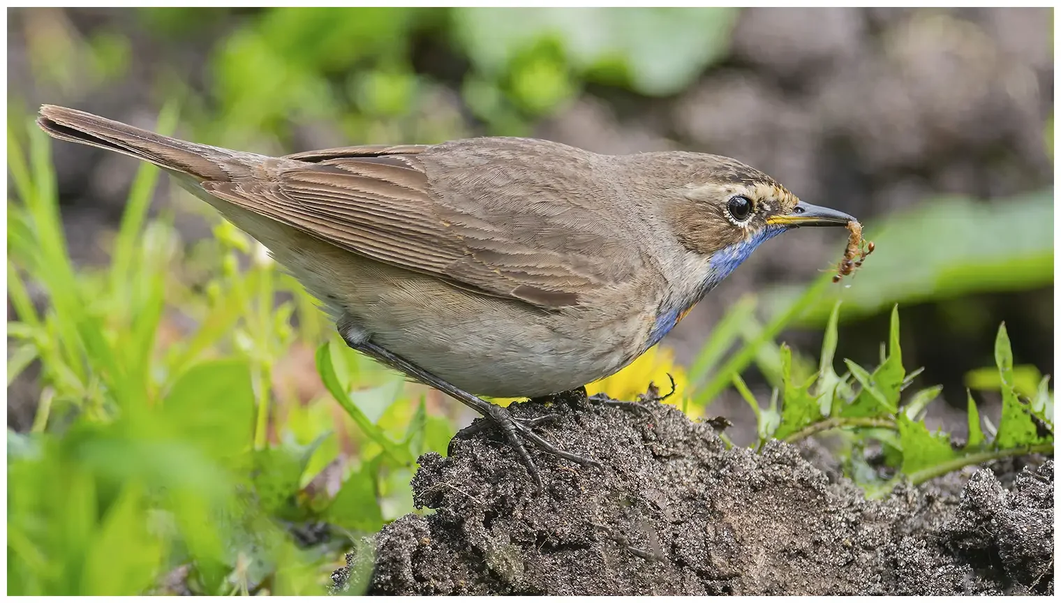 Blauwborst