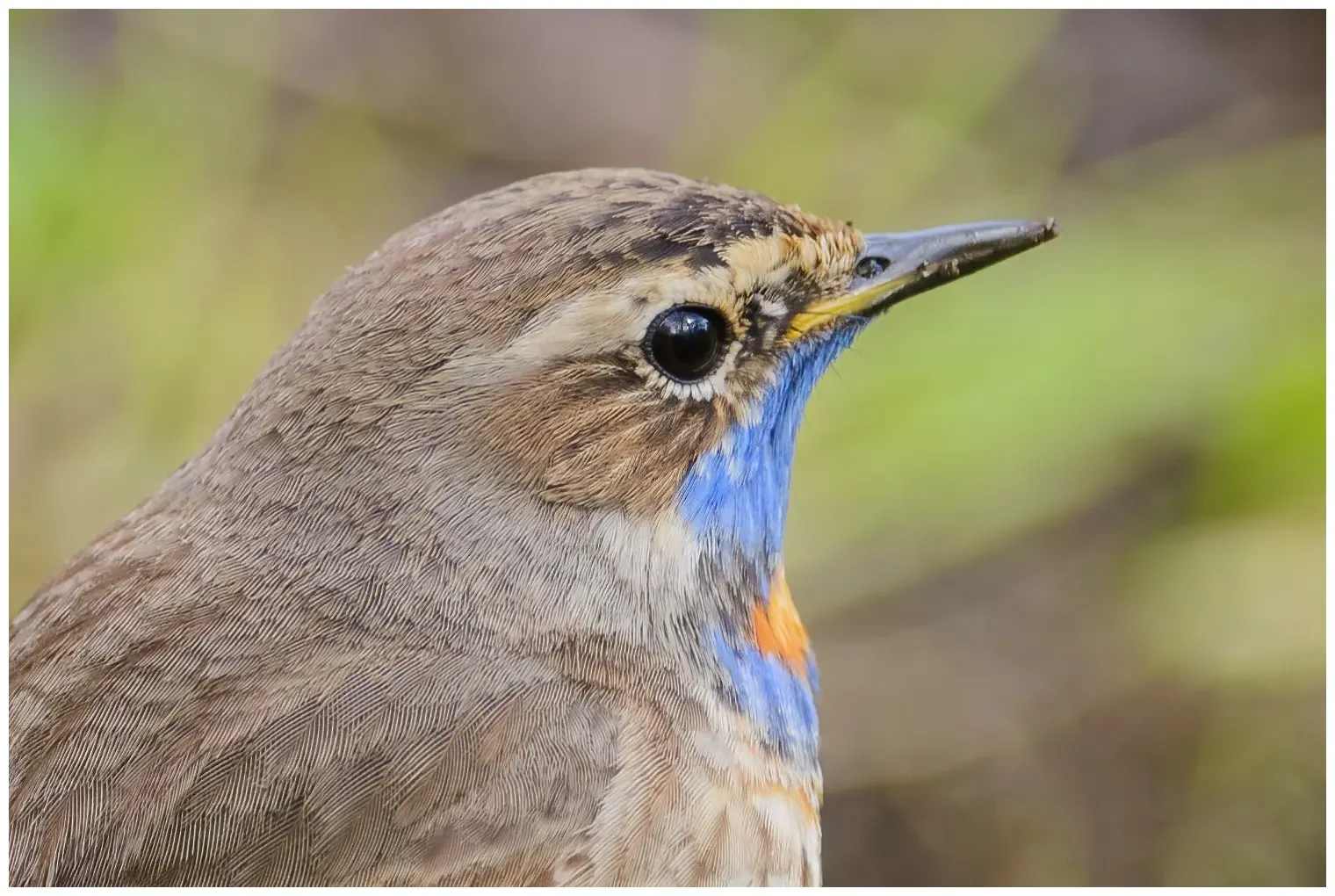 Blauwborst