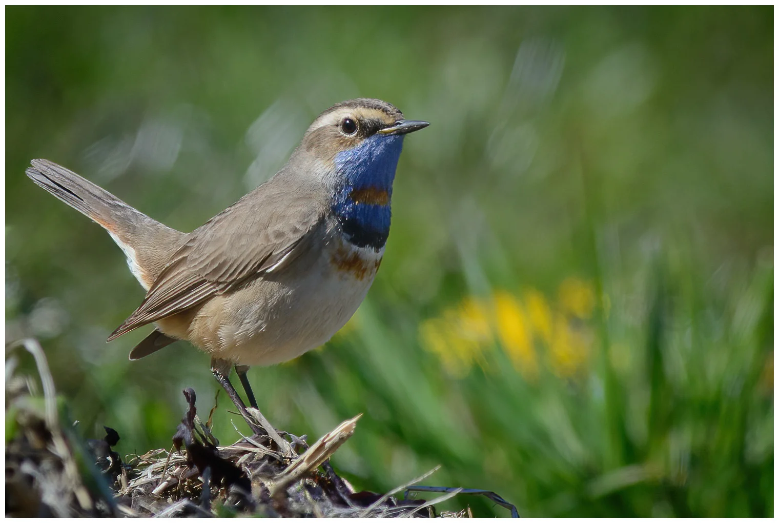 Blauwborst