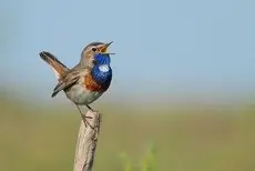 Blauwborst