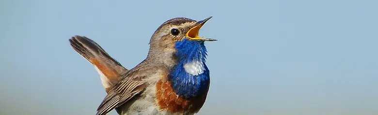 Blauwborst. Zingend op een hekpaal. De snavel is open en op de borst is een blauw vlak met een witte vlek.