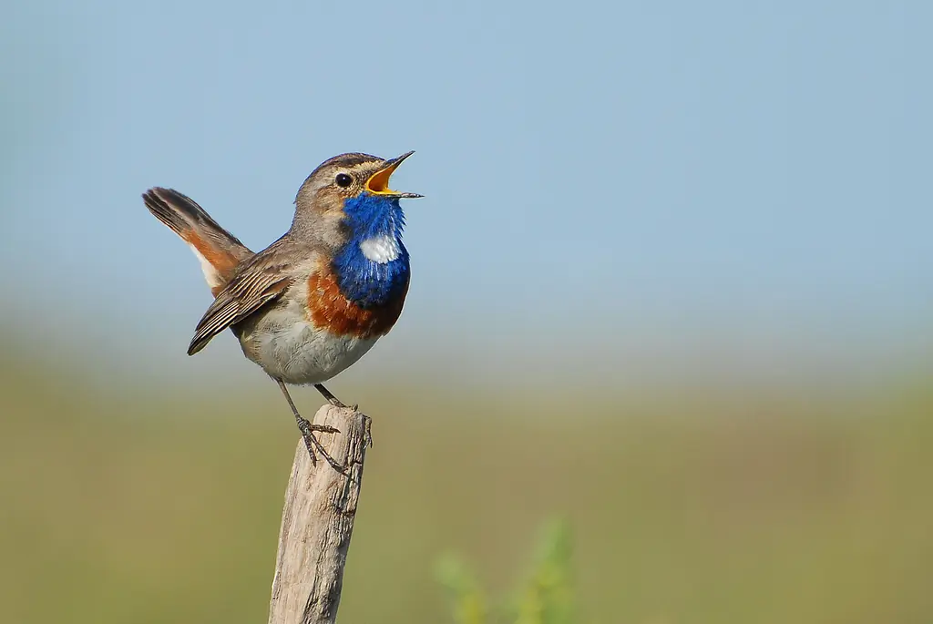 Blauwborst. Zingend op een hekpaal. De snavel is open en op de borst is een blauw vlak met een witte vlek.