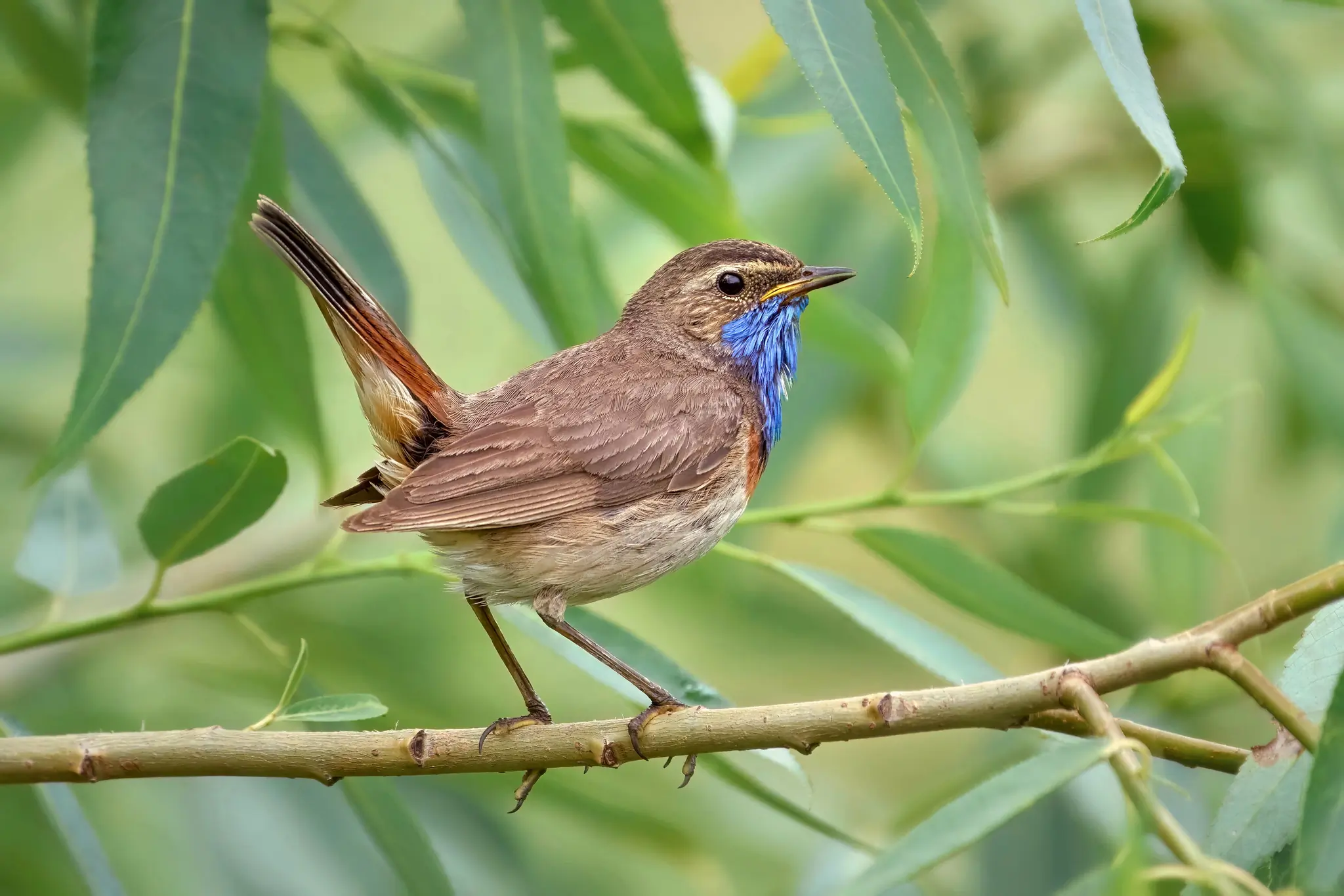 Blauwborst
