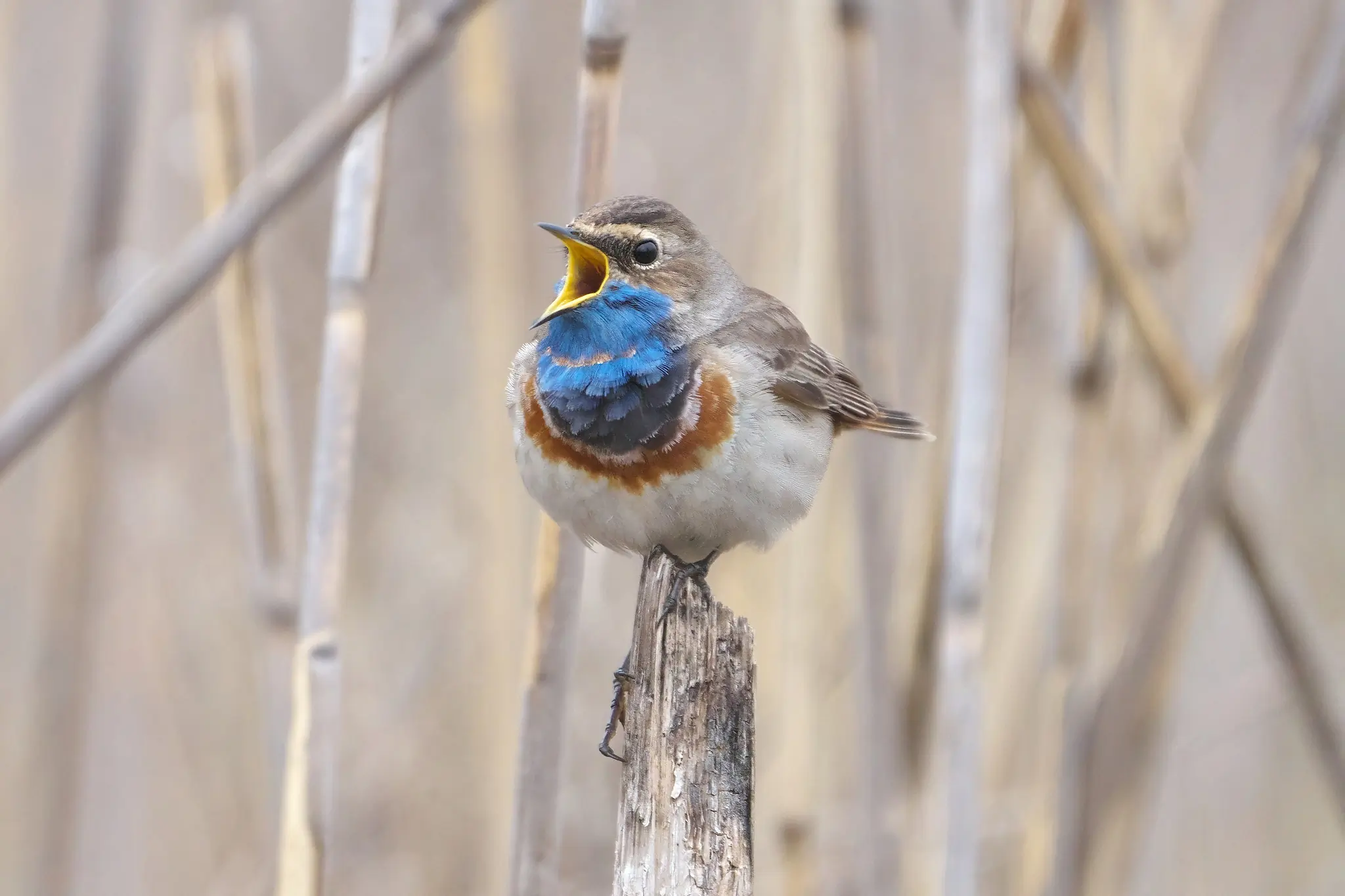Blauwborst