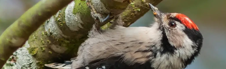 Kleine Bonte Specht. Zittend op de onderkant van een tak. Opvallend rood kapje (mannetje).