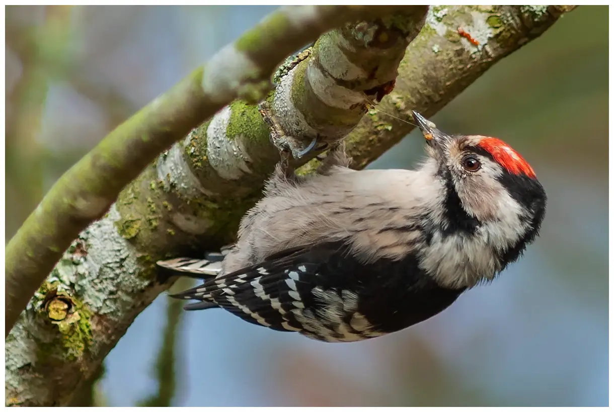 Kleine Bonte Specht. Zittend op de onderkant van een tak. Opvallend rood kapje (mannetje).