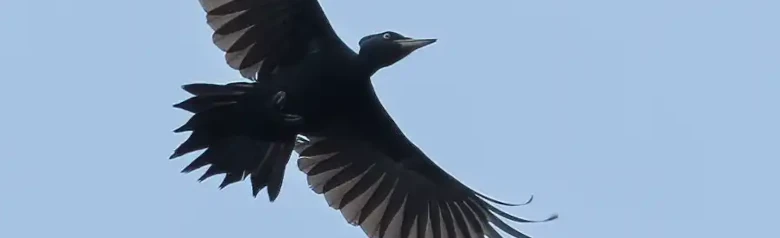 Zwarte Specht. Hier vliegend, silhouet tegen een blauwe lucht. Een gitzwarte vogel op een rode keppel na.