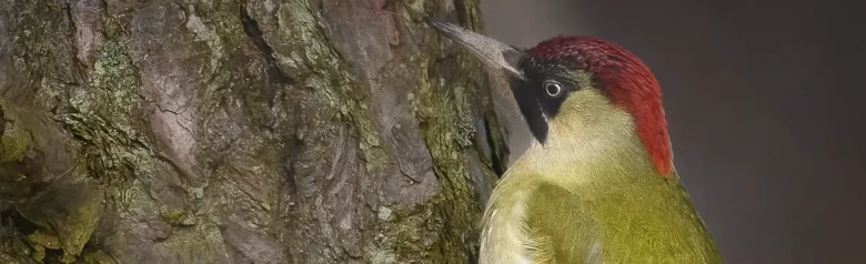 Groene Specht. Hier gezien op een boomstam. Groene rug en vleugels, rode schedel en nek en zwart gebied rond de ogen.