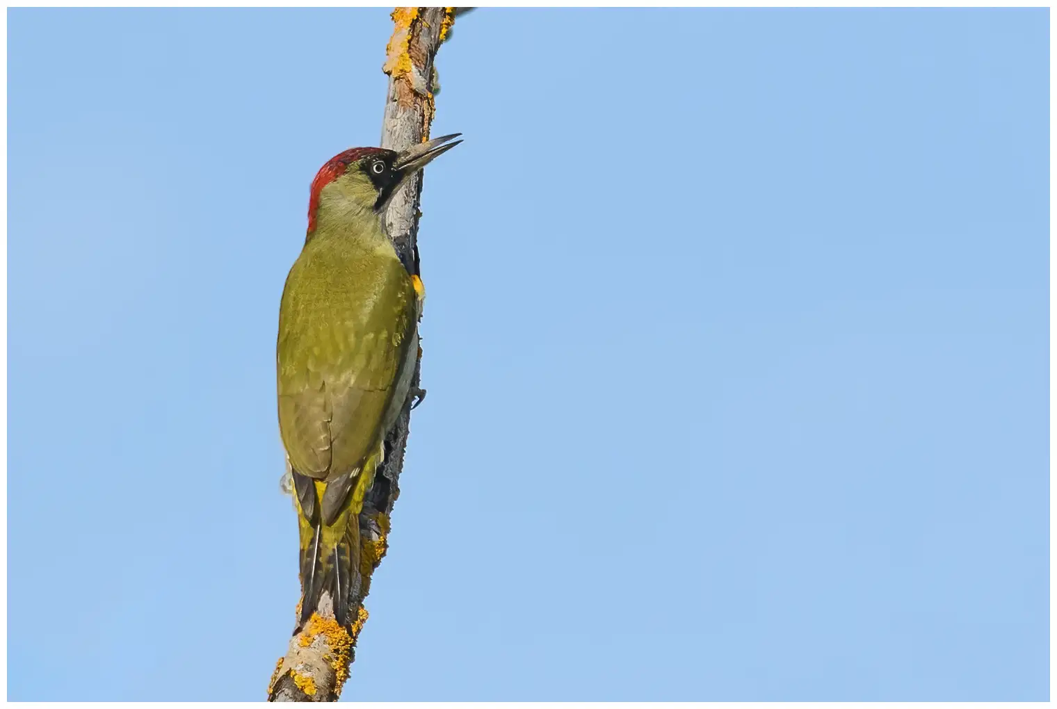 Groene Specht