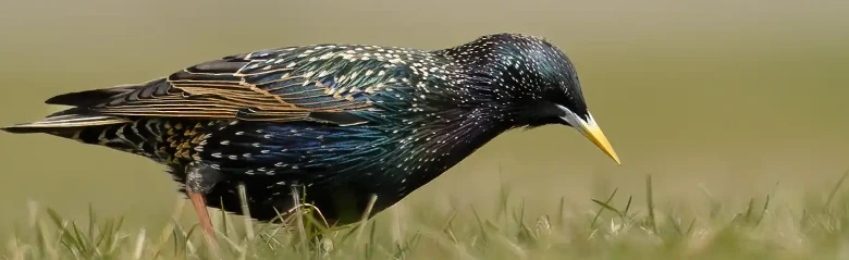 Spreeuw. Hier gezien op zoek naar voedsel in een grasland. Blauwgroene en paarse metallic glans in het verenkleed. Gele snavel in de zomer.