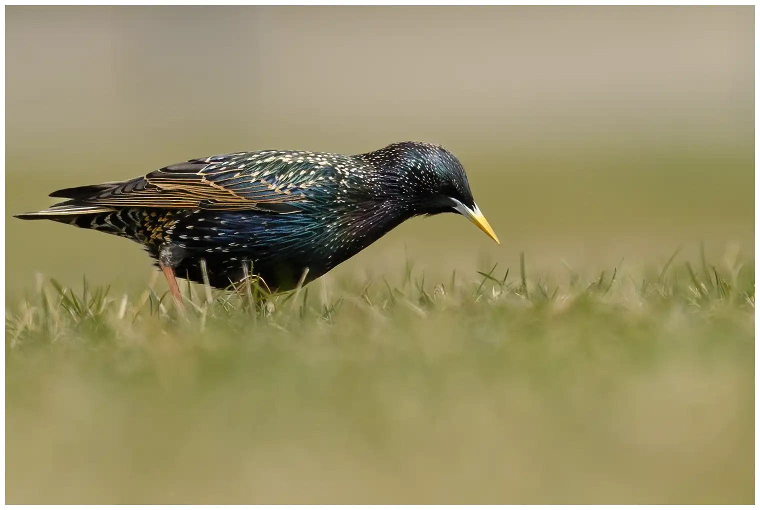 Spreeuw. Hier gezien op zoek naar voedsel in een grasland. Blauwgroene en paarse metallic glans in het verenkleed. Gele snavel in de zomer.
