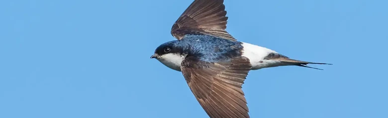 Huiszwaluw. Hier gezien tijdens de vlucht. De achtergrond is blauwe lucht. Witte onderkant en wit boven de stuit. De rug is blauwzwart, terwijl de vleugels donkerbruin zijn.