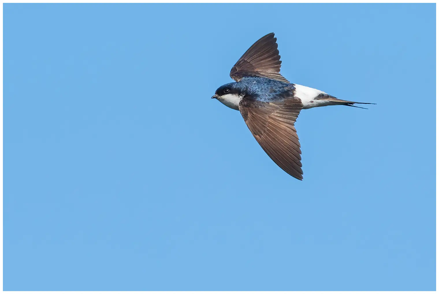 Huiszwaluw. Hier gezien tijdens de vlucht. De achtergrond is blauwe lucht. Witte onderkant en wit boven de stuit. De rug is blauwzwart, terwijl de vleugels donkerbruin zijn.