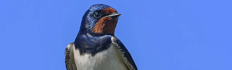 Boerenzwaluw. Zittend op een takje. Metallic blauwzwarte bovendelen, roestrode voorhoofds- en keelvlek. Langwerpige buitenste staartveren.