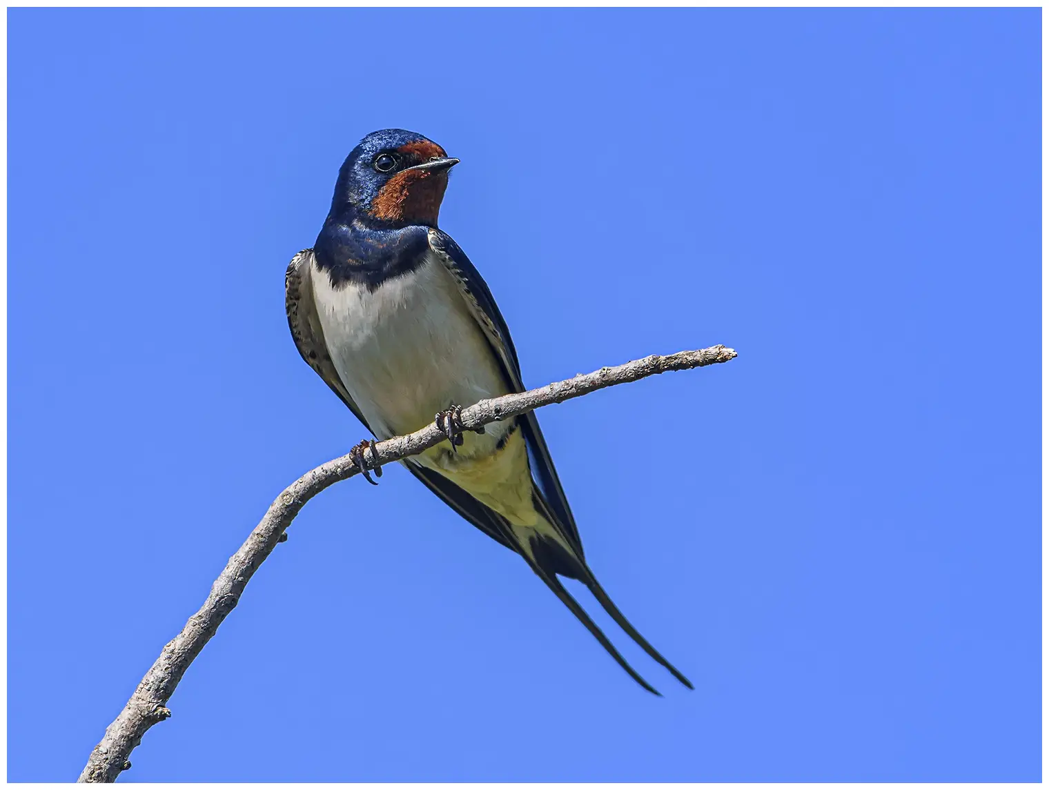 Boerenzwaluw. Zittend op een takje. Metallic blauwzwarte bovendelen, roestrode voorhoofds- en keelvlek. Langwerpige buitenste staartveren.