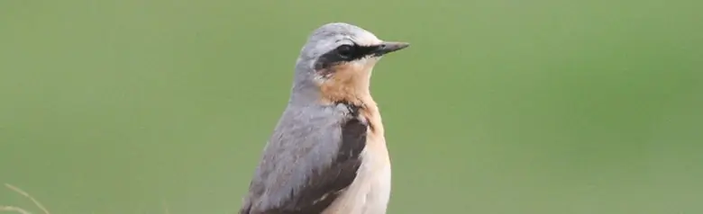 Tapuit. Staat rechtop in een grasveld. Okerkleurige keel en borst, brede zwarte oogstreep, grijze stuit en rug, en zwarte vleugels.