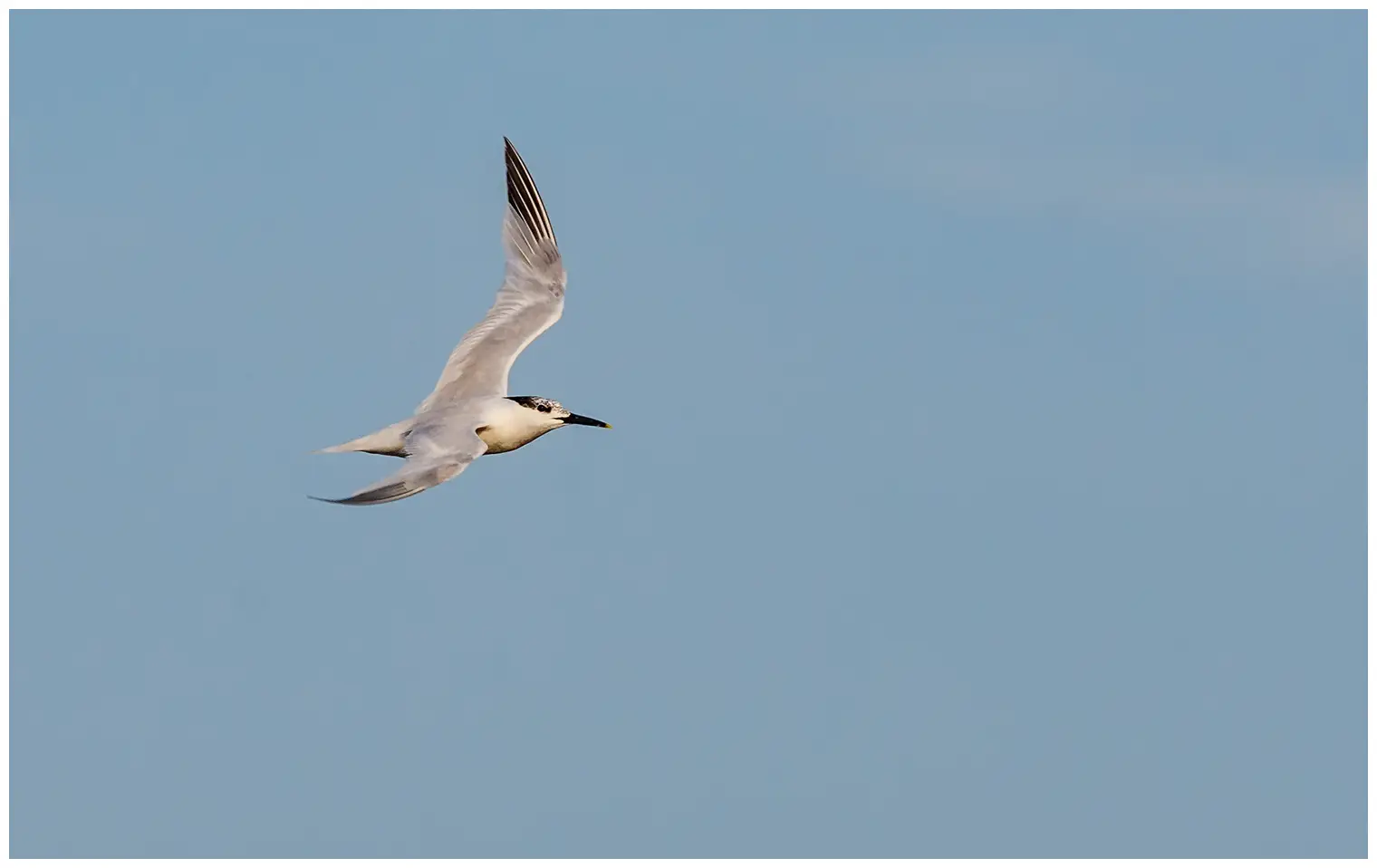 Grote Stern