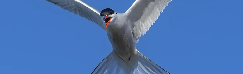 Visdief