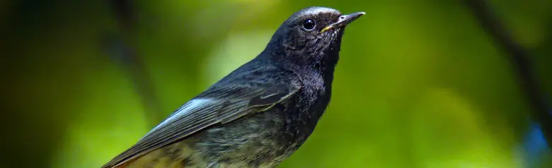 Zwarte roodstaart. Zittend op een takpunt in het bos. Een donkere vogel met een roodbruine onderkant van de staart.