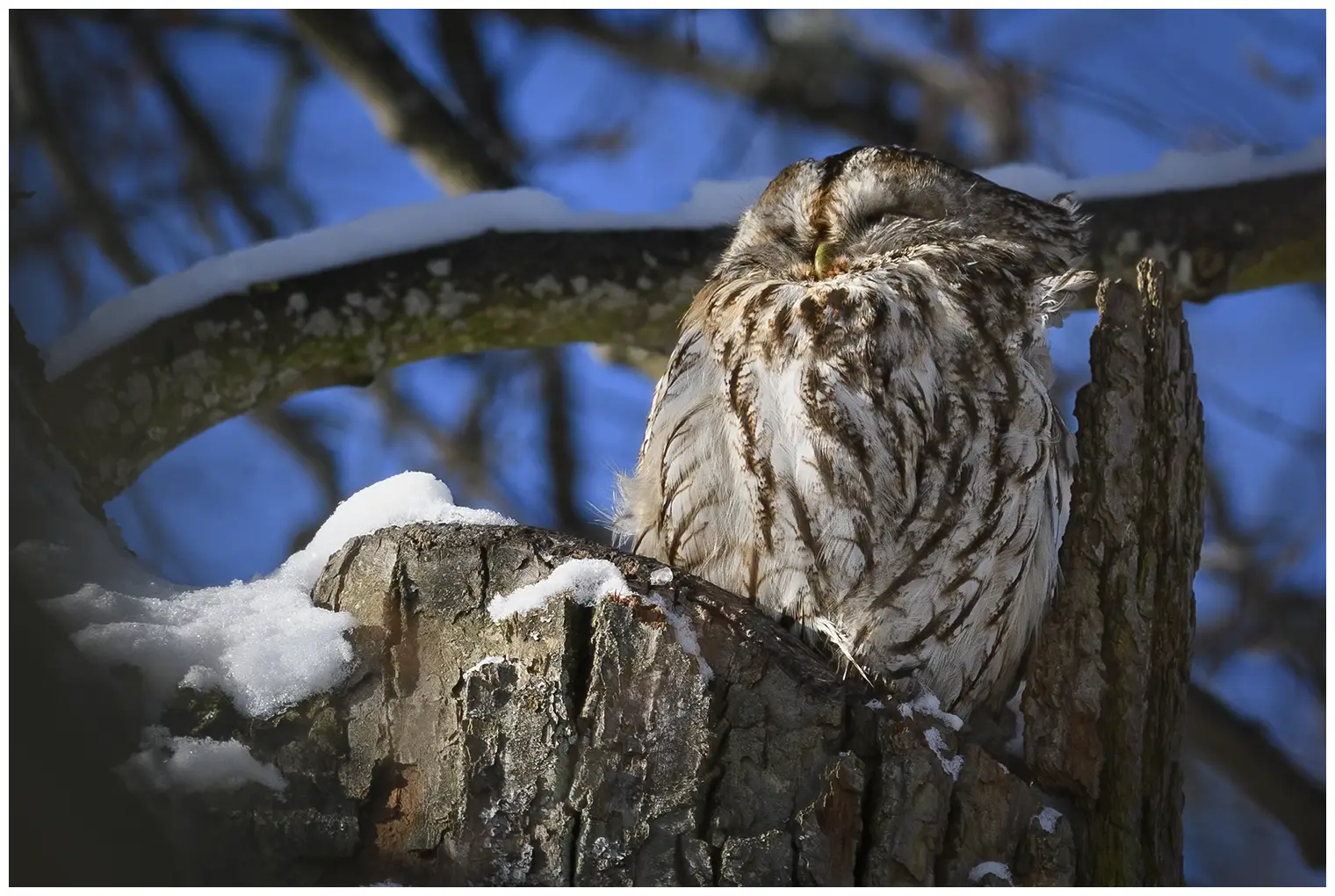 Bosuil