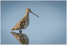 Watersnip