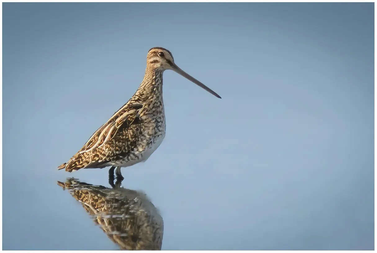 Watersnip
