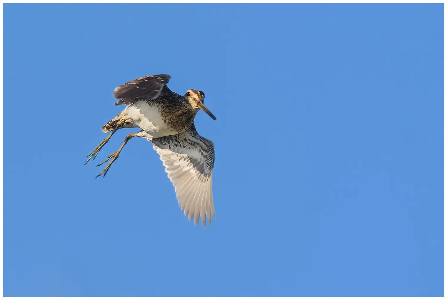 Watersnip