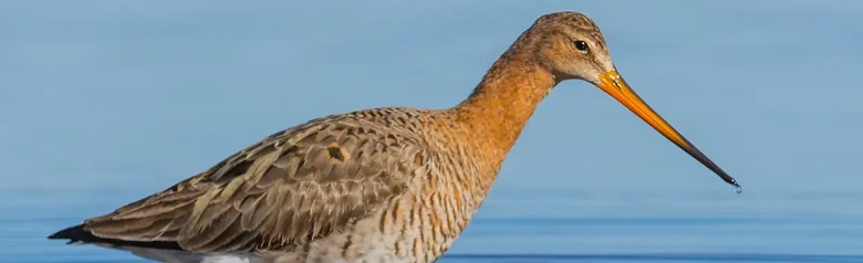 Grutto