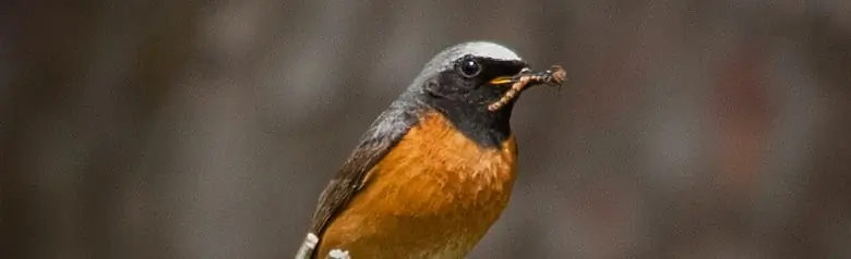 Gekraagde roodstaart. Zittend op een tak met een rups in zijn bek. Witte keppel, zwarte kop en nek, oranjerode borst.