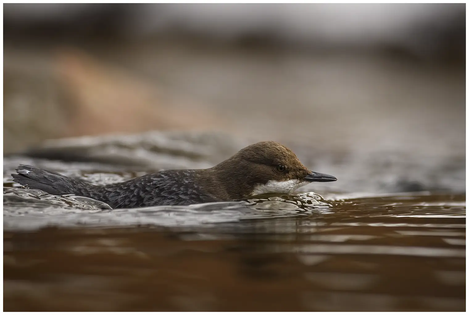 Waterspreeuw
