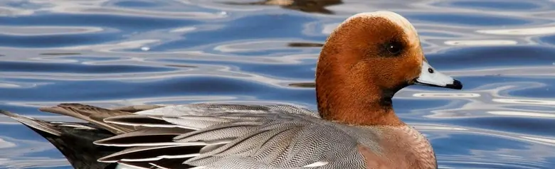 Een smient ligt op het water te midden van een troep smienten.