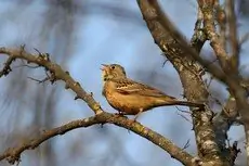 Ortolaan