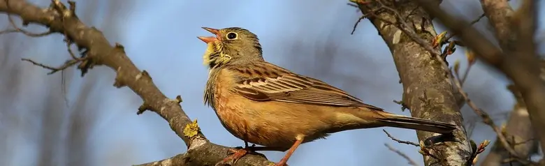 Ortolaan