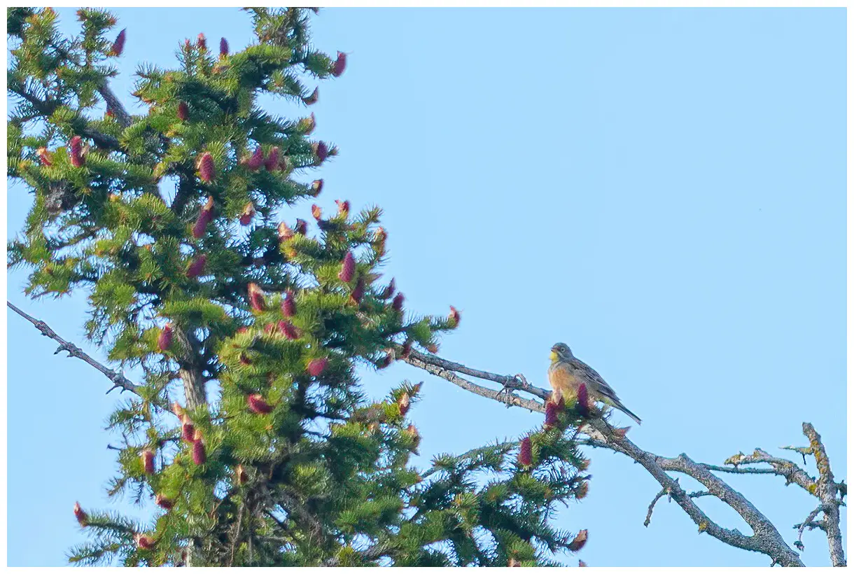 Ortolaan