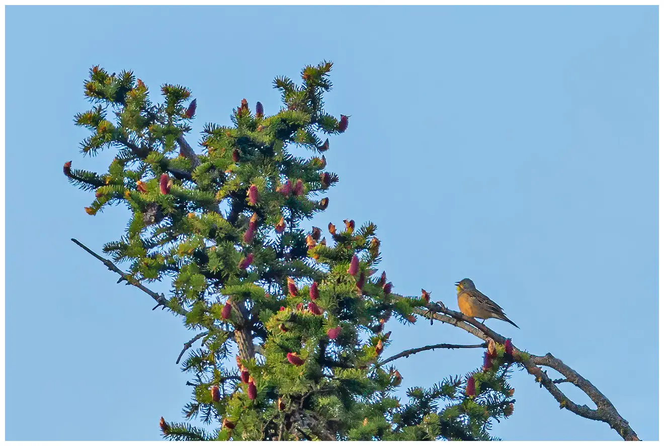 Ortolaan