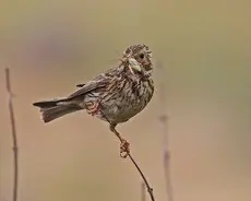 Grauwe Gors