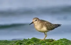 Temmincks Strandloper