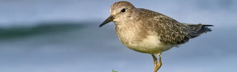 Temmincks Strandloper